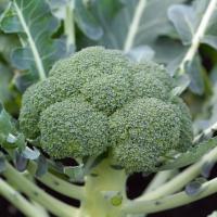 МОНАКО F1 брокколи Сингента