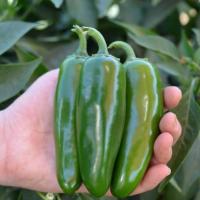 МИКСТЕКО F1 перец Вильморин