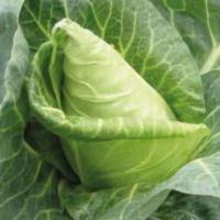 РЕДЖЕНСИ F1 капуста белокочанная Хазера
