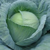 ТЕНЕСИТИ F1 капуста белокочанная Саката