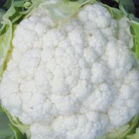 БОНИК F1 капуста цветная Энза Заден