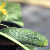 АЛПАКА F1 огурец Бейо (1000)