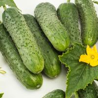 НЕЙЛИНА F1 огурец Нюнемс