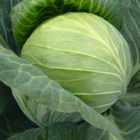 БАЙОНЕТ F1 капуста белокочанная Бейо