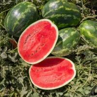 ЮКОН F1 арбуз Райк Цваан, PR, 100 шт