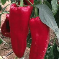 КАПТУР F1 перец Семинис