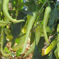 ГОМЕРА F1 перец Энза Заден