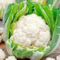 ЛЕКАНЮ F1 капуста цветная Сингента