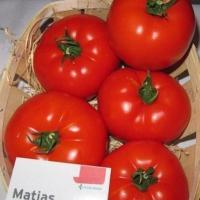 МАТИАС F1 томат Семинис 500 шт