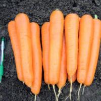 АНТИЛИО F1 морковь Вильморин (фр.2, 0-2, 2 мм)