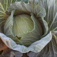 ГРИН ЛУНАР F1 капуста белокочанная Энза Заден