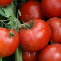 ЛОДЖЕЙН F1 томат Энза Заден