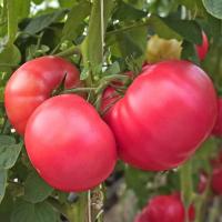 АЗАМАТ F1 томат Гриномика