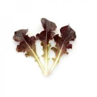 ЛУНАВИЯ F1 салат Райк Цваан, NS, 1 млн.шт