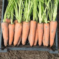 КАНАДА F1 морковь Бейо (>2.2)