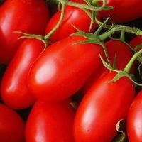 ХАЙПИЛ F1 томат Семинис