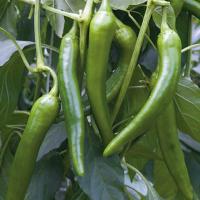 КОМБАТ F1 перец Гриномика