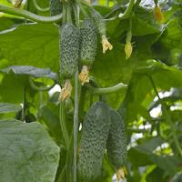 ПАРАМОН F1 огурец Гриномика