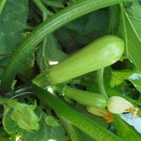 ТИЯ F1 кабачок Вильморин