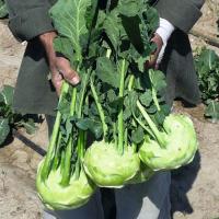 КОССАК F1 кольраби Бейо