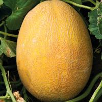 АВГУСТИН F1 дыня Гриномика