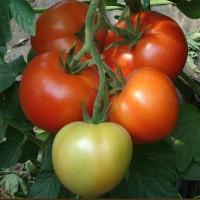 МОНСАН F1 томат Энза Заден