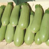 АСМА F1 кабачок Вильморин