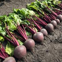 ПАБЛО F1 свекла Бейо (4.0-4.5)