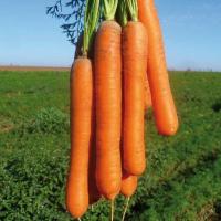 КАРВОРА F1 морковь Семинис, 200 000 шт.