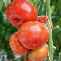 ЮГРА F1 томат Гавриш