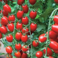 В 355 F1 томат Вильморин