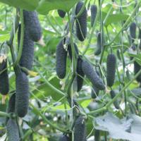 БЬЕРН F1 огурец Энза Заден