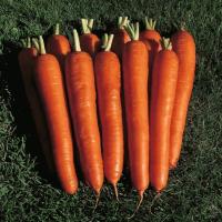 МИРНА F1 морковь Семинис, 1 млн шт.