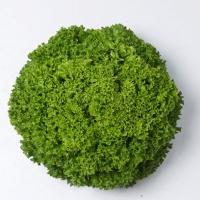 ИЛЕМА F1 салат лолло блонда Энза Заден