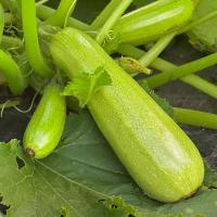 КАРИЗМА F1 кабачок Сингента