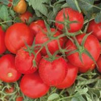 ФЕРСТ F1 томат Семинис