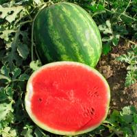 ТАЛИСМАН F1 арбуз Нюнемс