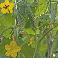 ПРОВОКАТОР F1 огурец Гриномика