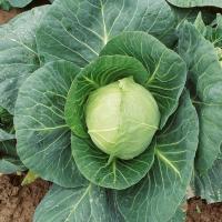 КАНДИСА F1 капуста белокочанная Саката
