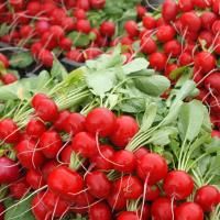 ЭСКАЛА F1 редис Энза Заден