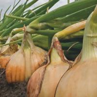 МЕДУЗА F1 лук Энза Заден