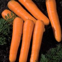 КОНЦЕРТО F1 морковь Вильморин (фр.1, 8-2, 0 мм) 500т шт