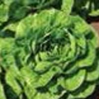 НОГА F1 салат ромэн Хазера