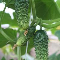 МУРАШКА F1 огурец Гавриш