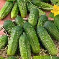 ЗАНАЧКА F1 огурец Гавриш