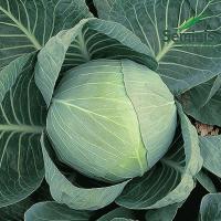 КОЛЯ F1 капуста белокочанная Семинис