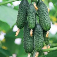 АВАНТЮРА F1 огурец Гриномика