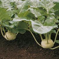 КОРИСТ F1 кольраби Бейо