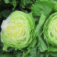 ГЛЕНДАНА F1 салат айсберг Энза Заден