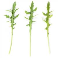 ТЕМИСТО F1 руккола Райк Цваан, PR, 100 тыс.шт